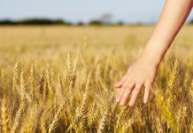 Tempo capriccioso, spina maligna