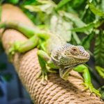 Iguana_depositphotos