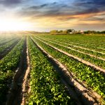 campi coltivati coltivazioni campagna agricoltura_depositphotos