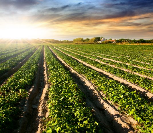 Coldiretti: “Il piano Von der Leyen affama l’Europa”