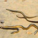 Serpientes