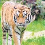 Tigre