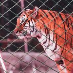 Tigre