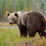 Beautiful big brown bear walking around lake with autumn colours. Dangerous animal in nature forest and meadow habitat. Wildlife scene from Finland near Russia bolder. Bear in the forest.