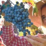 Vendemmia