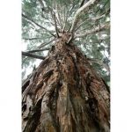Albero