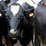 Tambo en un establecimiento agropecuario de Colonia Suiza. Nicolás Celaya /adhocFOTOS