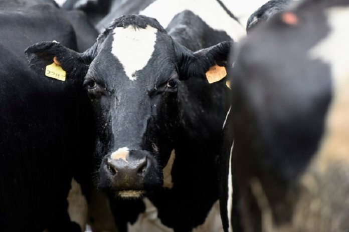 Tambo en un establecimiento agropecuario de Colonia Suiza. Nicolás Celaya /adhocFOTOS