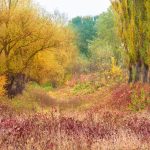 campagna burrone autunno foglie foresta depositphotos
