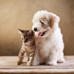 Best friends – kitten and small fluffy dog