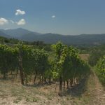 Irpinia, view of the Aglianico vineyards. Green rows under a beautiful blue sky.