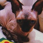 Gatto