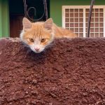 Gatto2