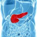 pancreas