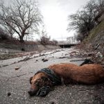 cane morto spari somma vesuviana willy depositphotos