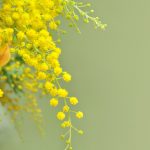 mimosa festa della donna