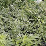 Marihuana-1