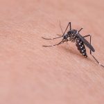 Mosquito-dengue-3
