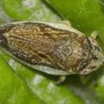 Xylella-1