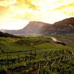 vini_trentino