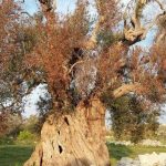xylellaalbero-3