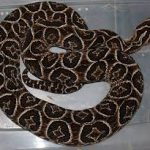 Crucera-3