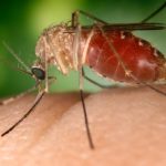 Mosquito Culex-3