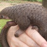 pangolin-1