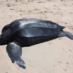 tortuga 7 quillas-1