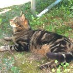 Gatto5