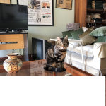 Gatto6