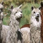 Alpaca