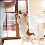 Pet Therapy
