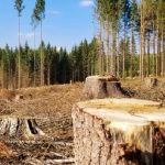 Foreste