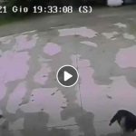 saman-video-pala-1-1
