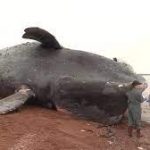 Ballena Franca-1