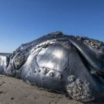 ballena-Franca-3