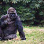 Gorilla sitting on a grass