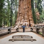 general-sherman-ancien-imposant-arbre-monde