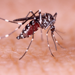 Mosquito Aedes-1
