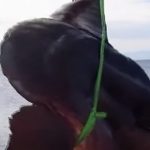 pesce-luna-mola-mola