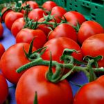 tomates-1