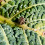 Asian brown bedbug on vegetables
