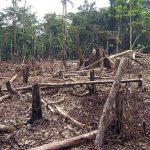deforestacion-1