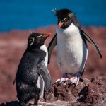 Pingüinos-1