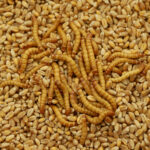 Mealworm larvae Tenebrio molitor pest worm larva white on grain wheat barley cereal, oats. Darkling beetle tight widespread parasite food warehouses flour, tray for cooking kitchen detail