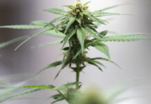 Cannabis light, il Consiglio di Stato accoglie il ricorso: i produttori possono continuare a lavorare