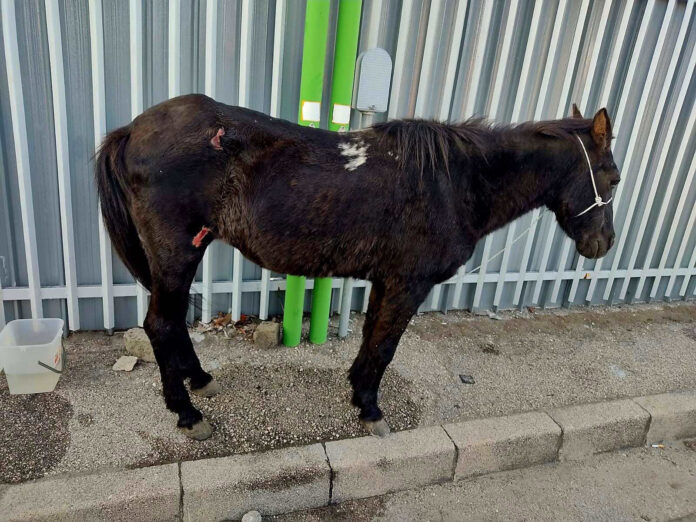 CAVALLO-TRASCINATO-1