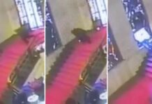 L’incredibile caduta dell’assessore Cani: distrutta una vetrata dell’artista Mario Sironi