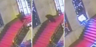 L’incredibile caduta dell’assessore Cani: distrutta una vetrata dell’artista Mario Sironi